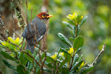 Naklejka premium Chestnut-hooded laughingthrush Pterorhinus treacheri bird in Leiothrichidae endemic to Borneo, similar to chestnut-capped laughingthrush, grey body with brown head