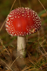 
bright fly agaric in the forest in high resolution
