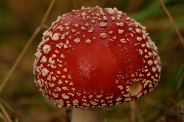 
bright fly agaric in the forest in high resolution