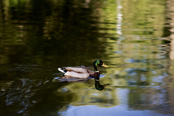 Swimming duck in a lake on park