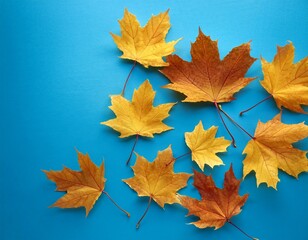 yellow and orange fallen maple leaves on blue background abstract autumn natural backdrop fall season
