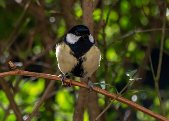 Titmouse sitting and watching – ideal activity for the weekend