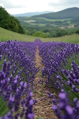 Lavender field in bloom 