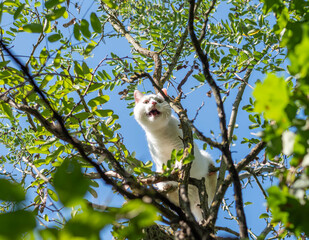 White cat stuck on a tree - being distressed and in danger