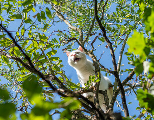White cat stuck on a tree - being distressed and in danger