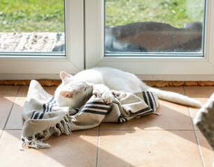 White cat attacking a rug before the window