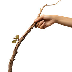 PNG Cutout of a Human Hand Gripping a Delicate Branch on a Transparent Backdrop, Highlighting Natural Elements and Minimalist Aesthetics