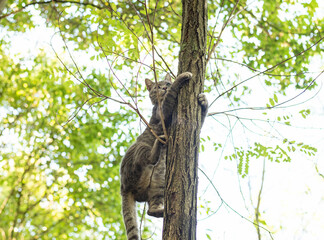 Gray cat climbing on a tree in the forest