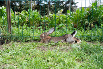 Rabbit outside in the grass - free range farm animal homestead