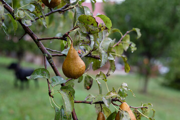 Ripen pear in the garden on the branch