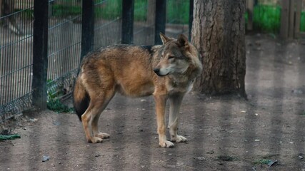 adult wolf looking at camera licking his mouth with tongue while behind bars in zoo enclosure on summer day, predatory hungry wolf in zoo