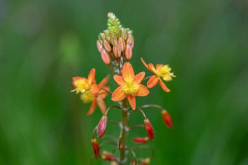 Close up of stalked bulbine (bulbine frutescens) flowers in bloom