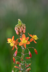 Close up of stalked bulbine (bulbine frutescens) flowers in bloom