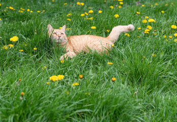 Orange cat sitting in the grass with yellow flowers