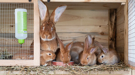 Farm animals - orange color rabbit family