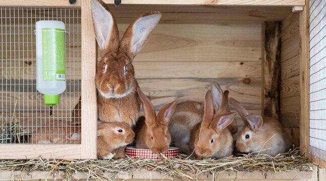 Farm animals - orange color rabbit family