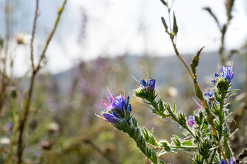 Summer nature life illustration - a close-up of a blue meadow flower in green grass with a blurred bokeh background