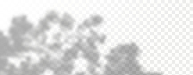 Glare from the sun's rays on the wall. Blurred shadows from leaves and plants in the room. Soft overlay of natural light. Abstract background for product presentation.Natural light layout.