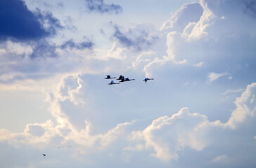 A flock of swans flies through the cloudy sky. Whooper swan (Cygnus cygnus).