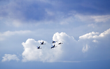 A flock of swans flies through the cloudy sky. Whooper swan (Cygnus cygnus).