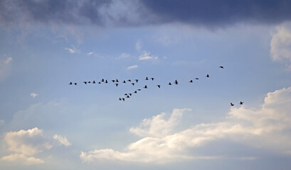 A flock of geese flies through the cloudy sky. Mixed flock of Greater white-fronted goose (Anser albifrons) and Taiga bean goose (Anser fabalis) on spring migration in Lithuania.