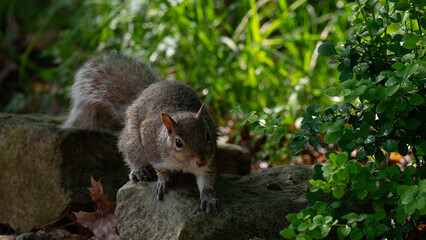 Squirrel on Rocks