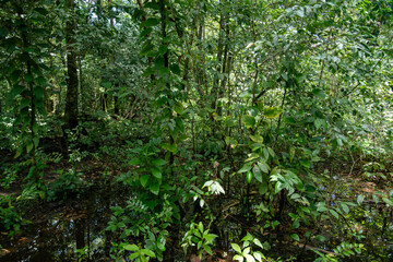 Green forest path bathed in sunlight, lined with vibrant plants and tall trees, providing a scenic and natural walking trail for relaxation, adventure, and connection with nature, calm outdoor setting