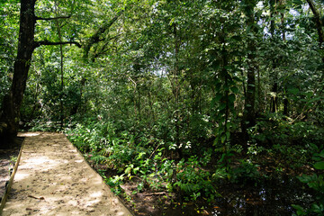 Obraz premium Green forest path bathed in sunlight, lined with vibrant plants and tall trees, providing a scenic and natural walking trail for relaxation, adventure, and connection with nature, calm outdoor setting