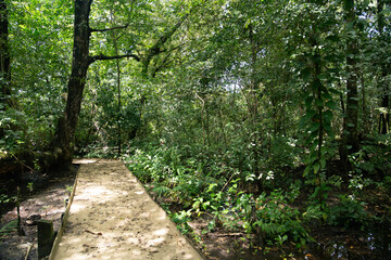 Obraz premium Green forest path bathed in sunlight, lined with vibrant plants and tall trees, providing a scenic and natural walking trail for relaxation, adventure, and connection with nature, calm outdoor setting