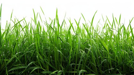 Obraz premium Bright green grassy field, isolated on a pristine white background. Ideal for spring and summer themes