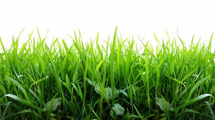 Fototapeta premium Bright green grassy field, isolated on a pristine white background. Ideal for spring and summer themes