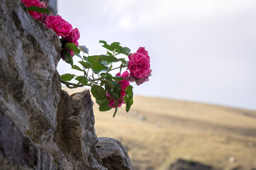 Summer nature life illustration - wild pink roses flowers climbing the wall of stones with blurred bokeh background