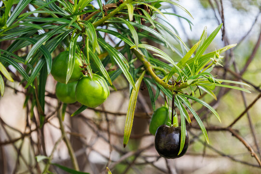 Ripe black and unmature green frits of Cascabela thevetia. Thevetia peruviana in the family Apocynaceae. Poisonous plant. Seeds of yellow oleander. Flora of Canary Islands. Interesting nature concept.
