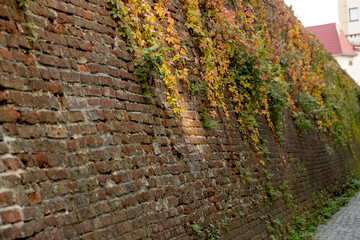 Beautiful Virginia Creeper Vine, a hardy plant, growing on a brick wall