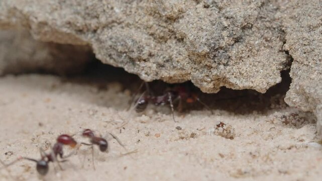 Harvester ants collect the grain and carry it to the nest.