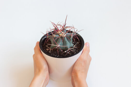 close-up photo women's hands are holding houseplant ferocactus emoryi in a white pot on a white background