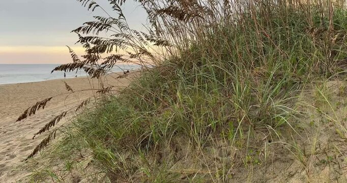 Beautiful sea grass or sea oats blowing in the wind at sunrise, Nags Head Beach, Outer Banks North Carolina