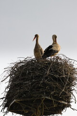 storks in nest