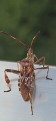 like crickets