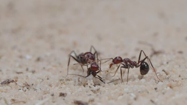 Harvester ants collect the grain and carry it to the nest.