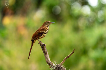 Brown thrasher perched on a tree branch