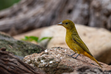 Summer tanager perched on a rock
