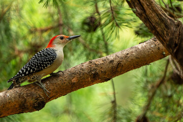 Red-bellied woodpecker perched on a tree