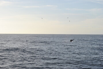 Obraz premium The whale tail in the Pacific ocean 