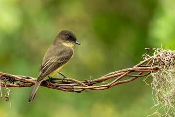 Eastern phoebe perched on a tree