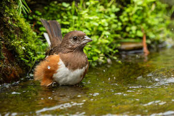 Female Eastern Towhee taking a bath