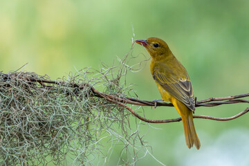 Summer tanager perched on a tree branch