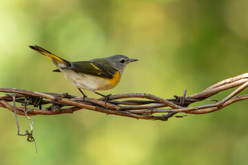 Female American Redstart perched on a vine