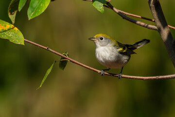 Chestnut-sided warbler perched on a tree branch