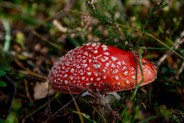 beautiful mushroom flycatcher in an outdoor park on a sunny autumn day